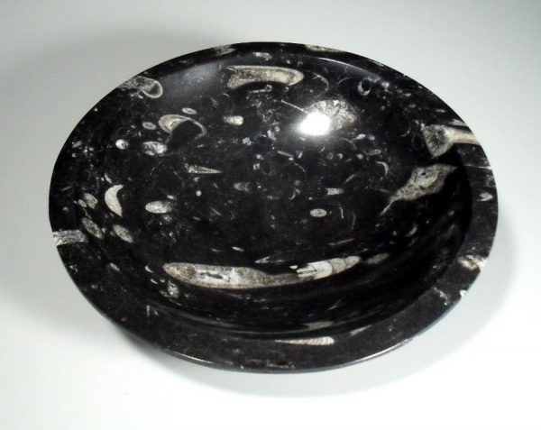 Orthoceros Fossil Bowl All Specialty Items Morocco