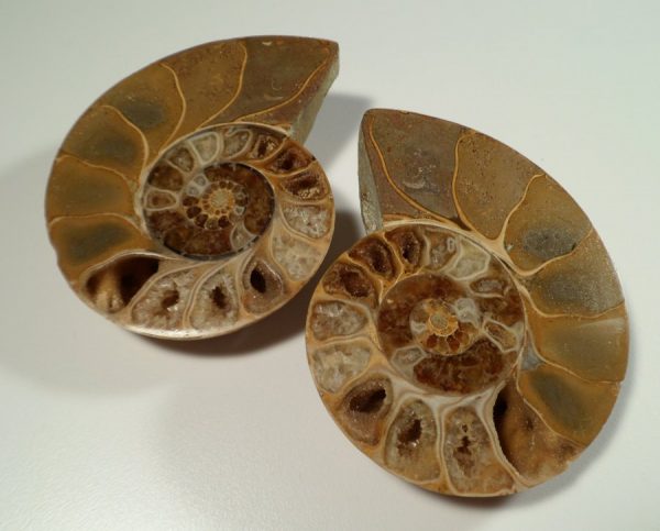 Ammonite pair of halves – large Fossils Ammonite pair of halves