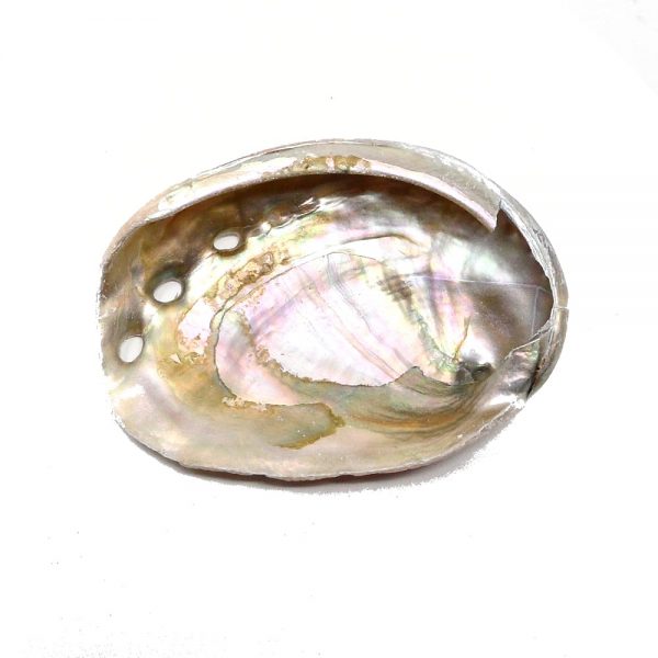 Abalone Shell, sm Accessories abalone