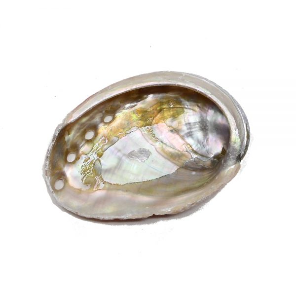 Abalone Shell, sm Accessories abalone