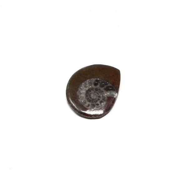 Ammonite Polished Button Fossils ammonite