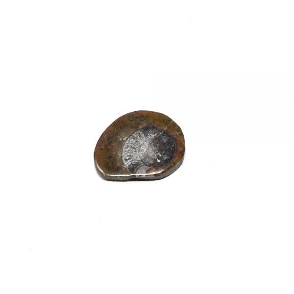 Ammonite Polished Button Fossils ammonite