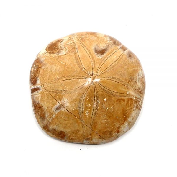Fossilized Sand Dollar Fossils fossil