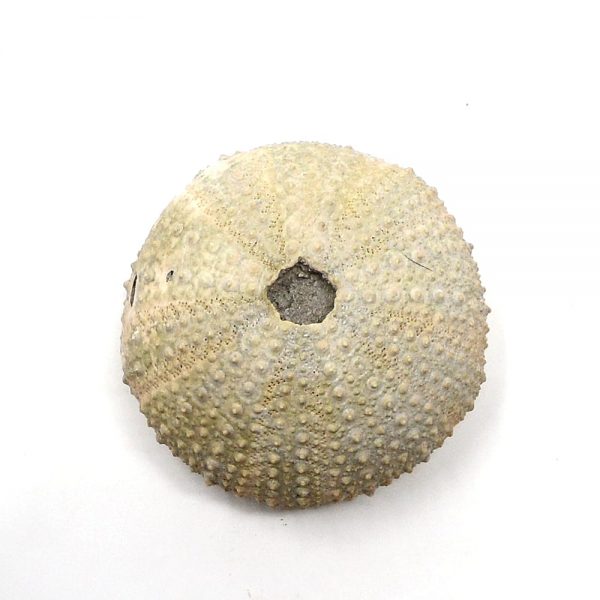 Sea Urchin Fossils sea urchin
