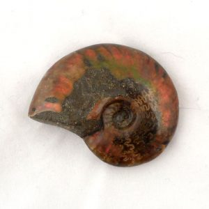 Iridescent Fossilized Ammonite Fossils ammonite
