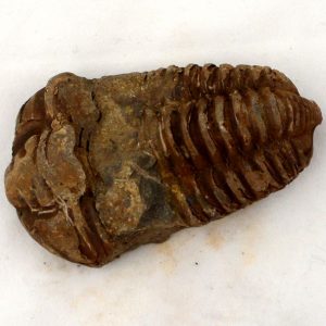 Fossilized Trilobite, sm Fossils fossil