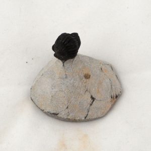 Fossilized Trilobite, xs Fossils fossil