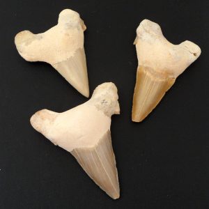 Shark Teeth Fossils fossil