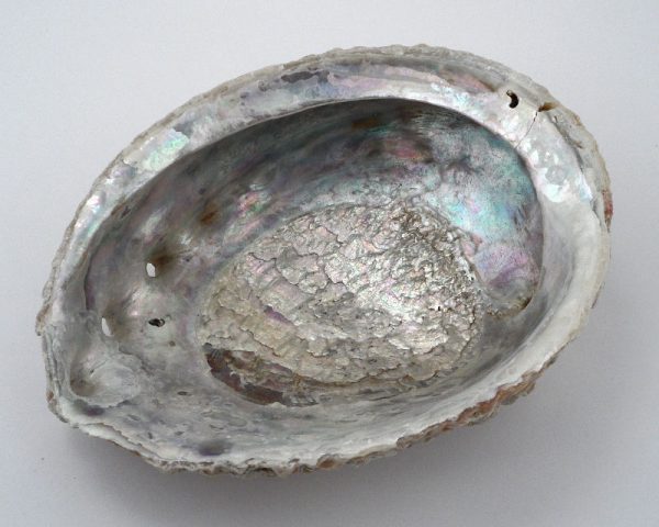 Abalone Shell Accessories abalone