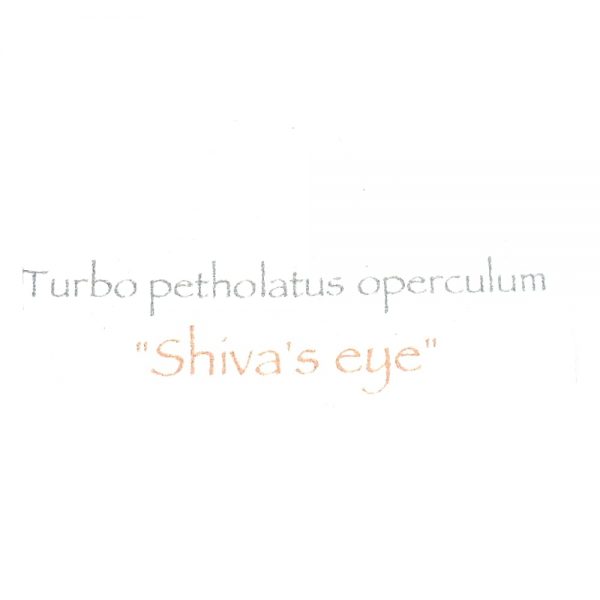 Shiva’s Eye Pendant All Crystal Jewelry pacific cat's eye