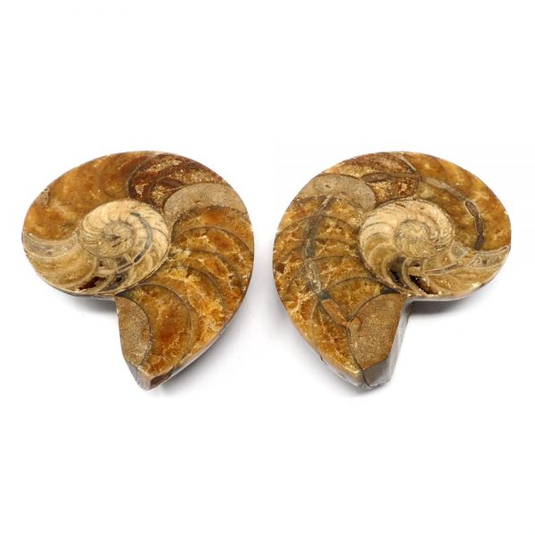 Ammonite Fossil Pair Fossils ammonite