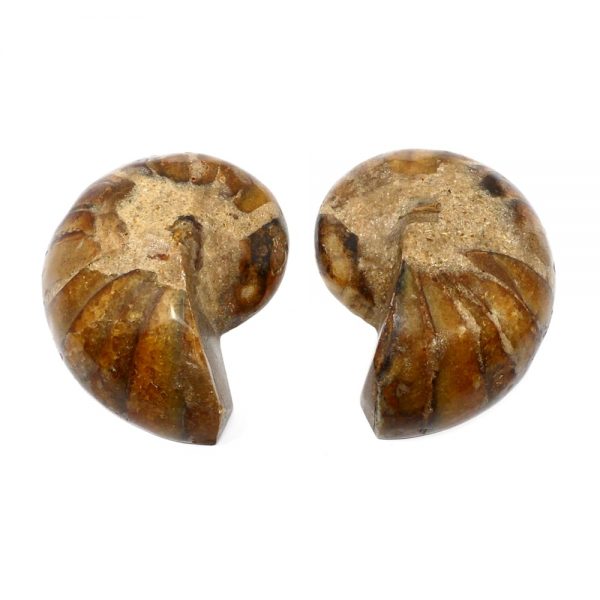 Ammonite Fossil Pair Fossils ammonite