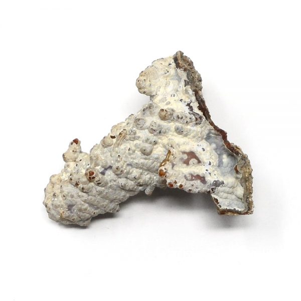 Fossilized Coral Specimen Fossils coral
