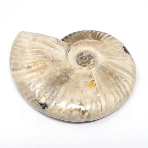 Iridescent Ammonite Fossils ammonite