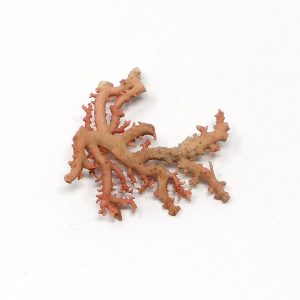 Precious Coral Specimen Pink Fossils coral