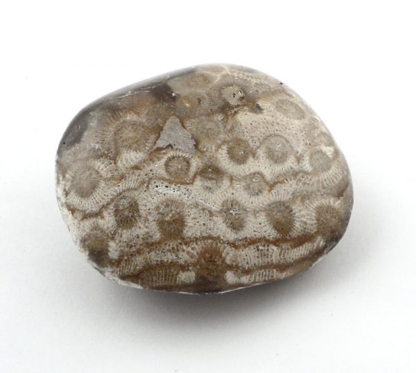 Petosky Stone Fossils fossil