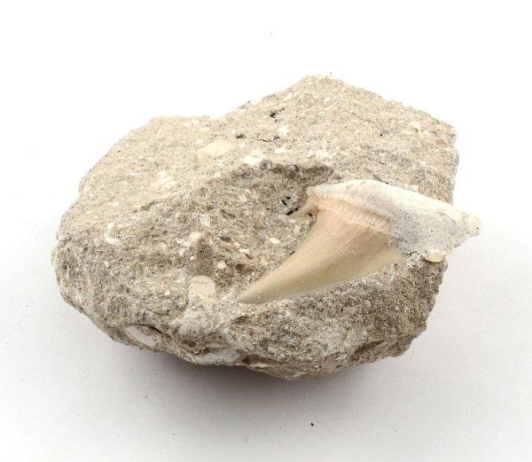 Shark Tooth in Matrix Fossils fossil
