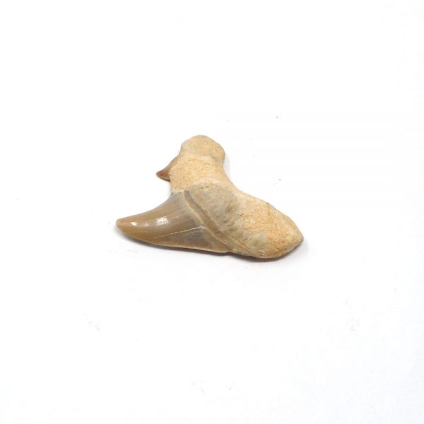 Fossilized Shark Tooth Fossils buy shark tooth