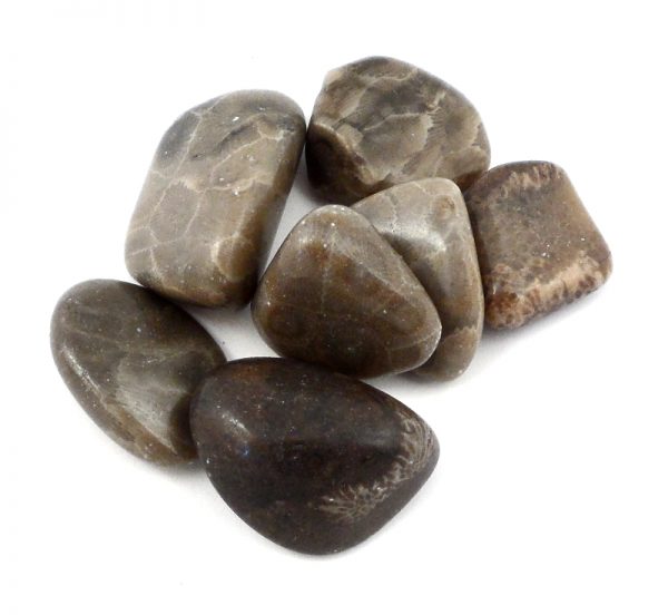 Petoskey Stone, tumbled, 2oz All Tumbled Stones fossilized coral