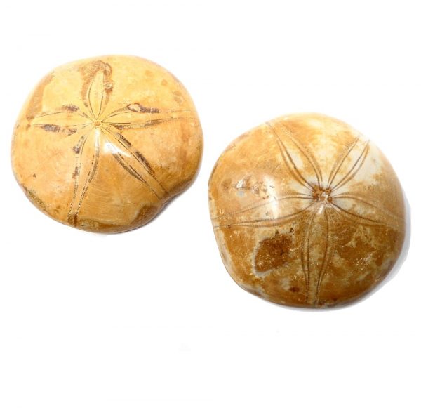 Fossilized Sand Dollar Fossils fossil
