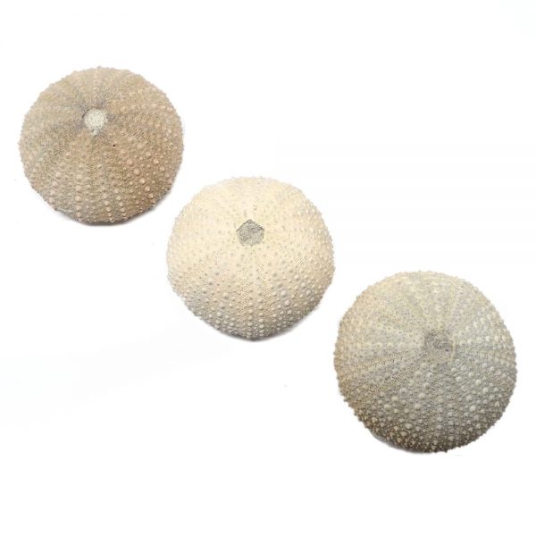 Sea Urchin Fossils fossil