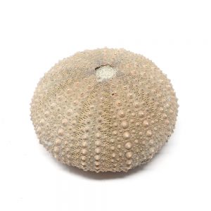 Sea Urchin Fossils fossil