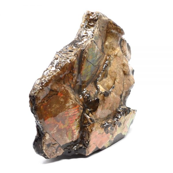 Canadian Ammolite Fossils alberta