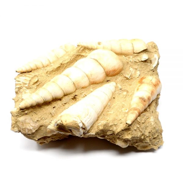 Turritella in Matrix Fossil Fossils fossil