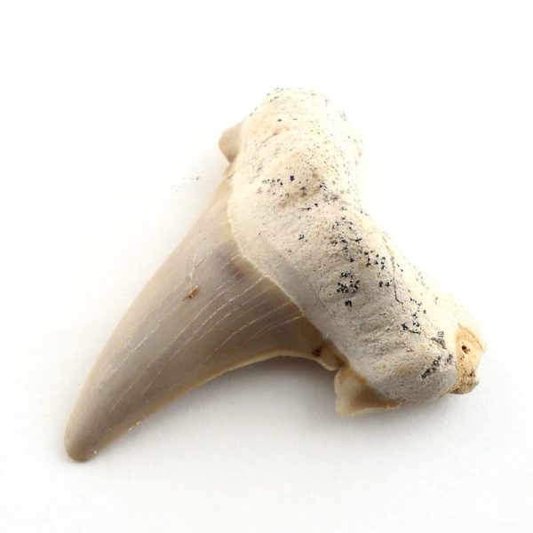 Shark Tooth Fossils fossil