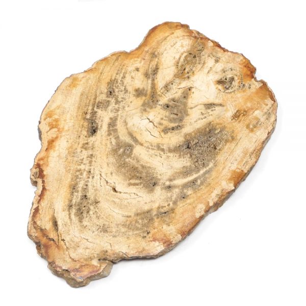 Petrified Wood Slice All Gallet Items fossilized wood