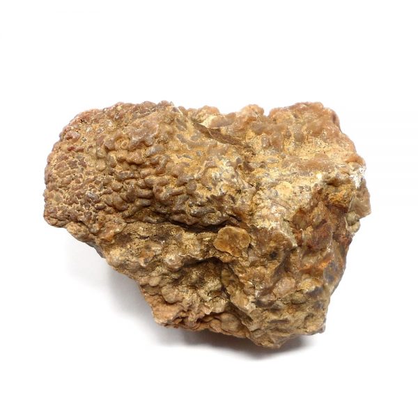 Coprolite Specimen Fossils coprolite