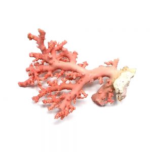 Precious Coral Specimen, Pink/Red New arrivals coral