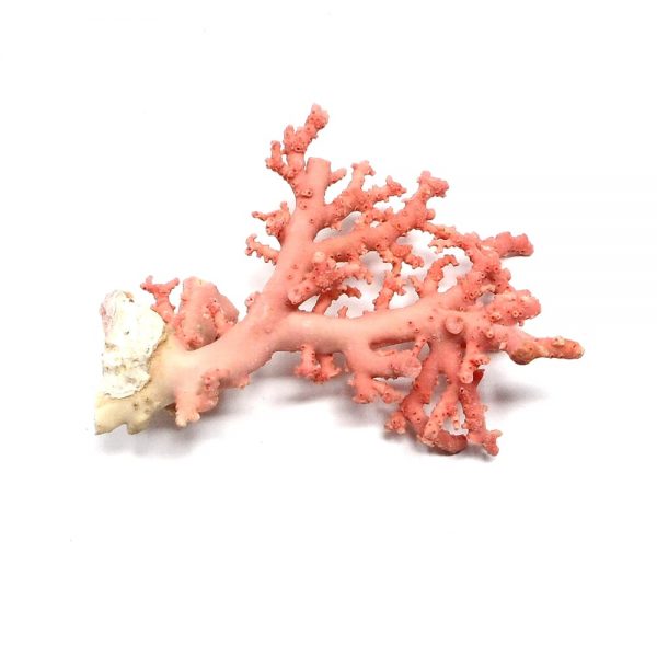 Precious Coral Specimen, Pink/Red All Raw Crystals coral