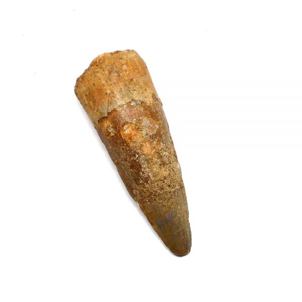 Steneosaurus Tooth Fossils fossil