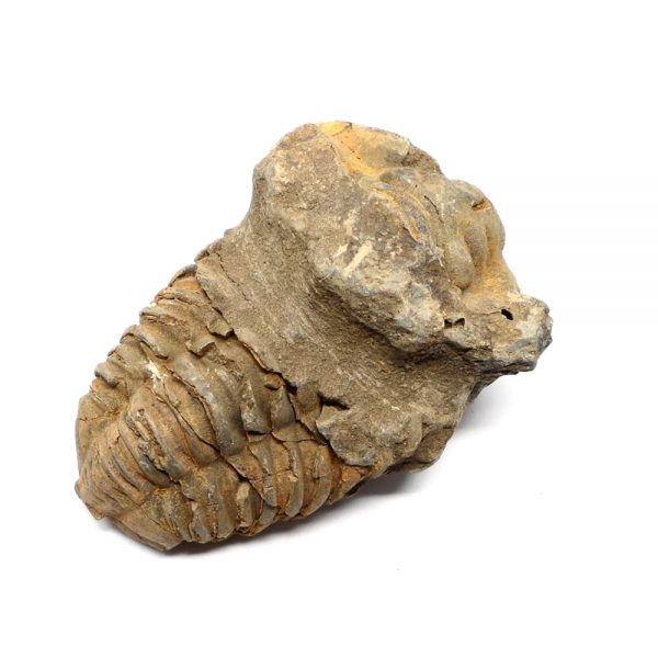 Fossilized Trilobite Fossils fossil
