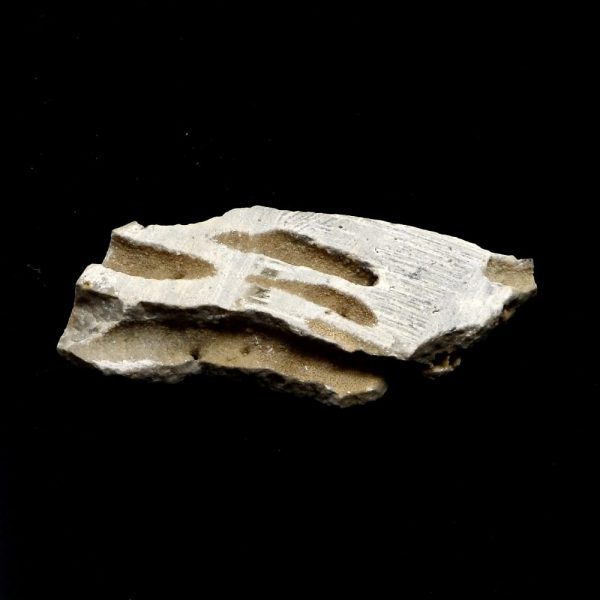 Fossilized Coral Slab All Gallet Items coral