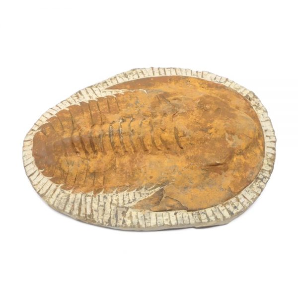 Cambropallas Trilobite Fossils cambropallas trilobite