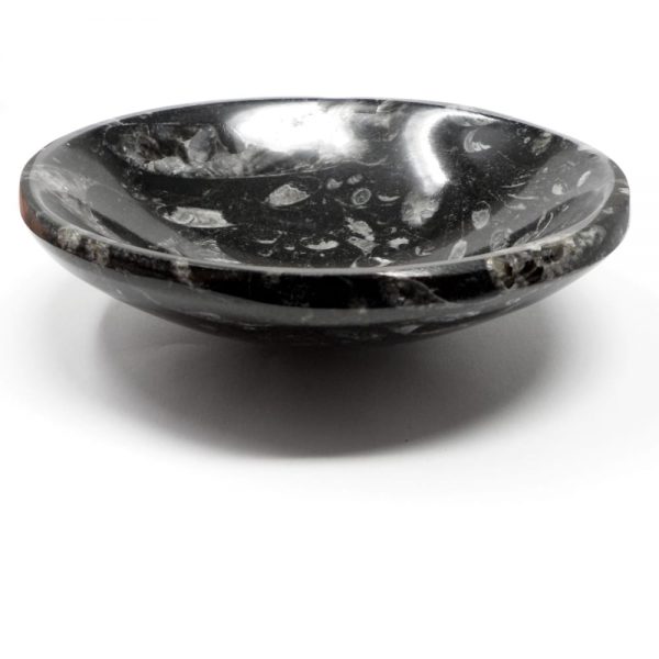 Orthoceras Bowl, round, sm All Specialty Items bowl