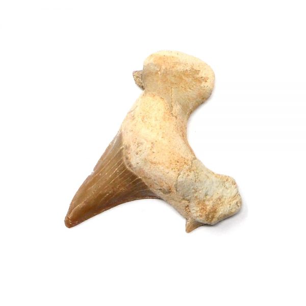 Fossilized Shark Tooth Fossils buy shark tooth