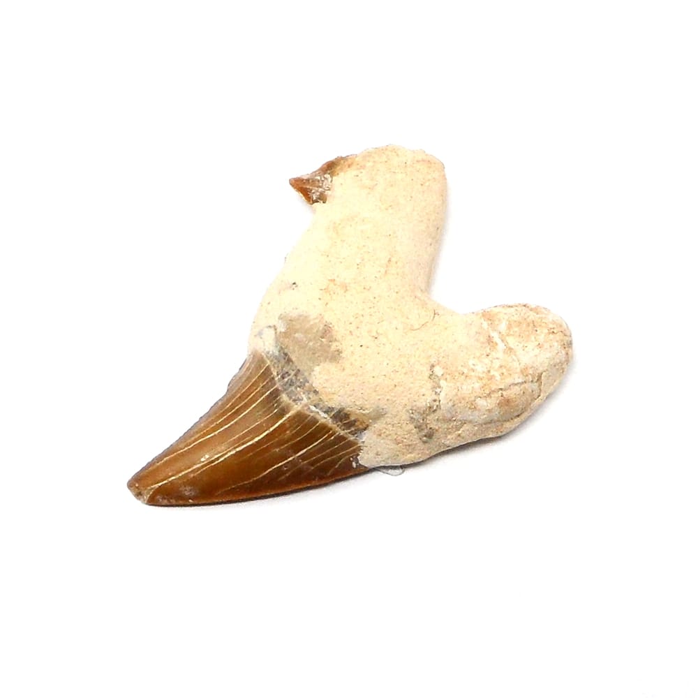 Fossilized Shark Tooth | The Crystal Man