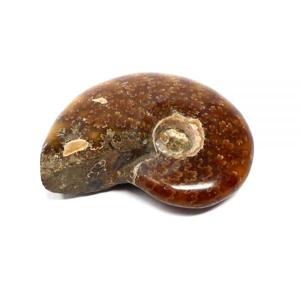 Fossilized Ammonite Fossils ammonite
