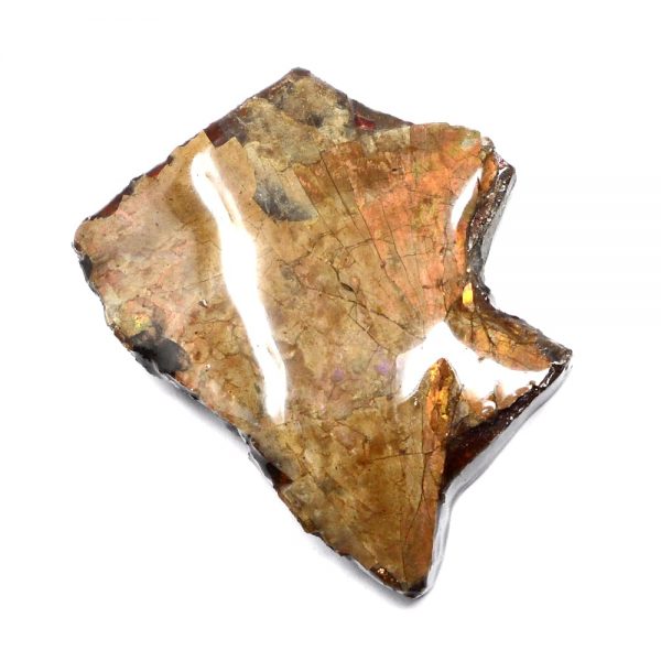 Canadian Ammolite Fossils alberta