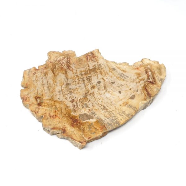 Petrified Wood Slice All Gallet Items fossilized wood
