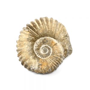 Fossilized Ammonite Unique Gift Ideas ammonite