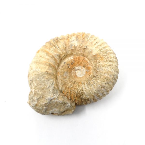 Fossilized Ammonite Fossils ammonite