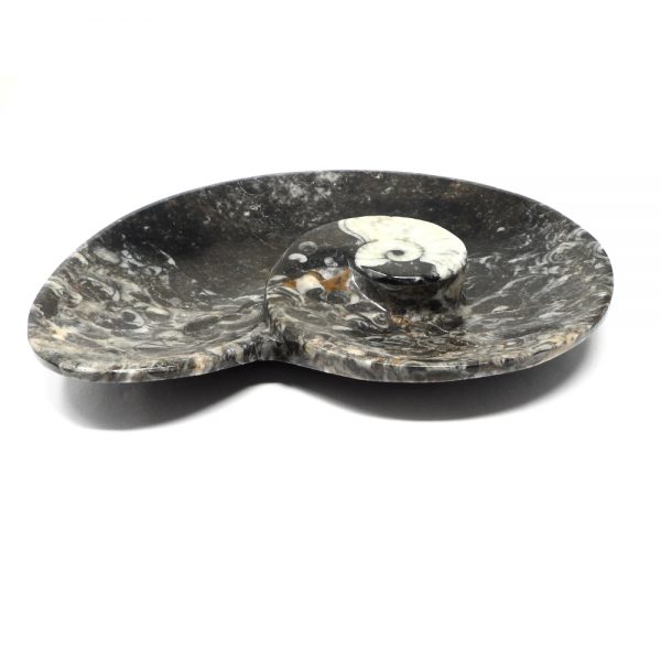 Orthoceras Fossil Bowl All Specialty Items bowl