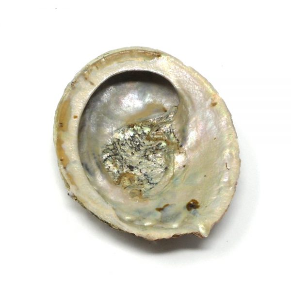 Abalone Shell md Accessories abalone