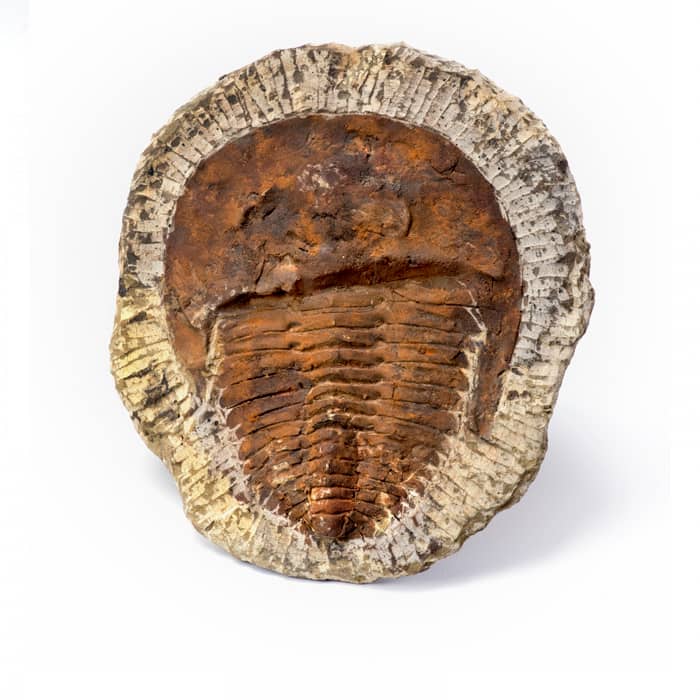 trilobite fossils